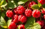 The Most Delicious, Delighted and High-Quality Raspberries in the World